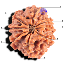 Load image into Gallery viewer, 8 Mukhi Nepalese Rudraksha - Bead No. 431
