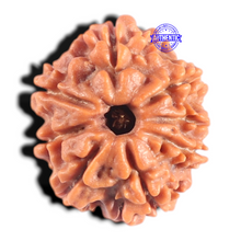Load image into Gallery viewer, 8 Mukhi Nepalese Rudraksha - Bead No. 431