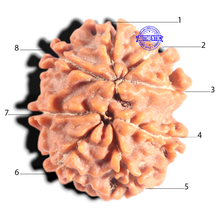 Load image into Gallery viewer, 8 Mukhi Nepalese Rudraksha - Bead No. 432