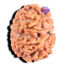 Load image into Gallery viewer, 8 Mukhi Nepalese Rudraksha - Bead No. 432