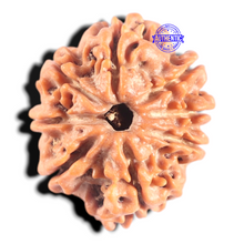 Load image into Gallery viewer, 8 Mukhi Nepalese Rudraksha - Bead No. 447