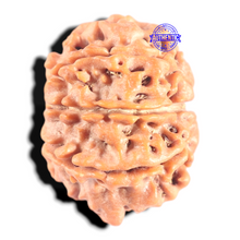 Load image into Gallery viewer, 8 Mukhi Nepalese Rudraksha - Bead No. 447