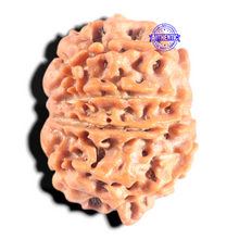 Load image into Gallery viewer, 8 Mukhi Nepalese Rudraksha - Bead No. 447
