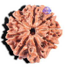 Load image into Gallery viewer, 8 Mukhi Nepalese Rudraksha - Bead No. 56