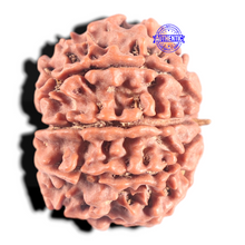 Load image into Gallery viewer, 8 Mukhi Nepalese Rudraksha - Bead No. 61