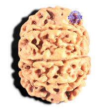 Load image into Gallery viewer, 8 Mukhi Nepalese Rudraksha - Bead No. 80