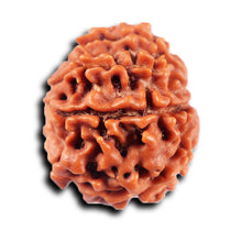 Load image into Gallery viewer, 8 Mukhi Nepalese Rudraksha - Bead No. 421