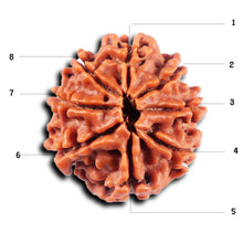 Load image into Gallery viewer, 8 Mukhi Nepalese Rudraksha - Bead No. 421