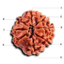 Load image into Gallery viewer, 8 Mukhi Nepalese Rudraksha - Bead No. 399