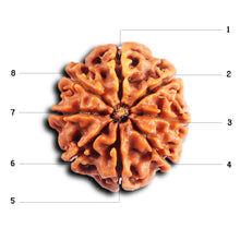 Load image into Gallery viewer, 8 Mukhi Nepalese Rudraksha - Bead No.407