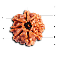 Load image into Gallery viewer, 8 Mukhi Nepalese Rudraksha - Bead No. 403