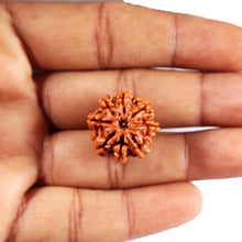 Load image into Gallery viewer, 8 Mukhi Nepalese Rudraksha - Bead No. 403