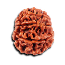 Load image into Gallery viewer, 8 Mukhi Nepalese Rudraksha - Bead No. 418