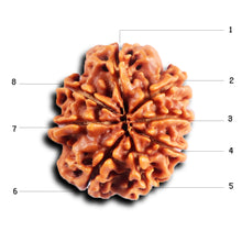 Load image into Gallery viewer, 8 Mukhi Nepalese Rudraksha - Bead No. 402