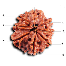 Load image into Gallery viewer, 8 Mukhi Nepalese Rudraksha - Bead No.406