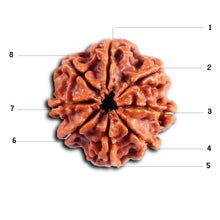 Load image into Gallery viewer, 8 Mukhi Nepalese Rudraksha - Bead No. 398
