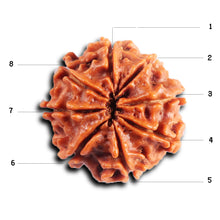 Load image into Gallery viewer, 8 Mukhi Nepalese Rudraksha - Bead No.405