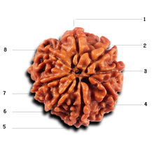 Load image into Gallery viewer, 8 Mukhi Nepalese Rudraksha - Bead No. 433