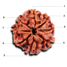 Load image into Gallery viewer, 8 Mukhi Nepalese Rudraksha - Bead No. 418