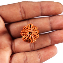 Load image into Gallery viewer, 8 Mukhi Nepalese Rudraksha - Bead No.428