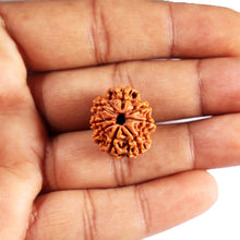 Load image into Gallery viewer, 8 Mukhi Nepalese Rudraksha - Bead No. 402