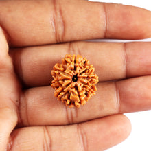 Load image into Gallery viewer, 8 Mukhi Nepalese Rudraksha - Bead No. 400
