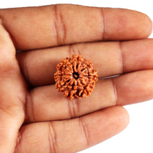Load image into Gallery viewer, 8 Mukhi Nepalese Rudraksha - Bead No.405