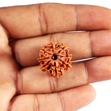 Load image into Gallery viewer, 8 Mukhi Nepalese Rudraksha - Bead No. 413
