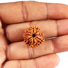 Load image into Gallery viewer, 8 Mukhi Nepalese Rudraksha - Bead No. 401
