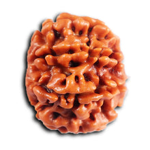 Load image into Gallery viewer, 8 Mukhi Nepalese Rudraksha - Bead No. 403
