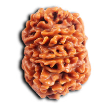 Load image into Gallery viewer, 8 Mukhi Nepalese Rudraksha - Bead No. 412