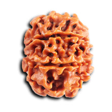Load image into Gallery viewer, 8 Mukhi Nepalese Rudraksha - Bead No. 413
