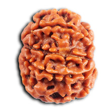 Load image into Gallery viewer, 8 Mukhi Nepalese Rudraksha - Bead No. 395