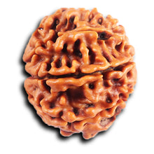 Load image into Gallery viewer, 8 Mukhi Nepalese Rudraksha - Bead No.416