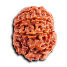 Load image into Gallery viewer, 8 Mukhi Nepalese Rudraksha - Bead No.406