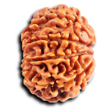 Load image into Gallery viewer, 8 Mukhi Nepalese Rudraksha - Bead No. 402