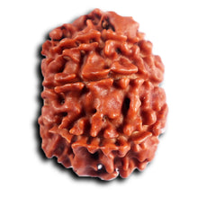 Load image into Gallery viewer, 8 Mukhi Nepalese Rudraksha - Bead No. 393