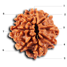 Load image into Gallery viewer, 8 Mukhi Nepalese Rudraksha - Bead No. 430