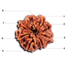 Load image into Gallery viewer, 8 Mukhi Nepalese Ganesha Rudraksha - Bead No. 436