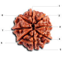 Load image into Gallery viewer, 8 Mukhi Nepalese Rudraksha - Bead No. 435