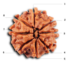 Load image into Gallery viewer, 8 Mukhi Nepalese Rudraksha - Bead No. 427