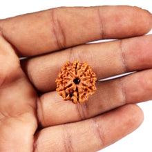 Load image into Gallery viewer, 8 Mukhi Nepalese Rudraksha - Bead No. 423