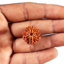 Load image into Gallery viewer, 8 Mukhi Nepalese Rudraksha - Bead No. 421