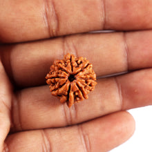 Load image into Gallery viewer, 8 Mukhi Nepalese Ganesha Rudraksha - Bead No. 436