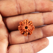 Load image into Gallery viewer, 8 Mukhi Nepalese Rudraksha - Bead No. 424