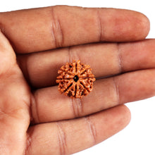Load image into Gallery viewer, 8 Mukhi Nepalese Rudraksha - Bead No. 427