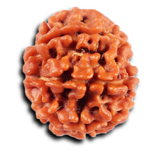 Load image into Gallery viewer, 8 Mukhi Nepalese Rudraksha - Bead No. 424