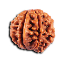 Load image into Gallery viewer, 8 Mukhi Nepalese Ganesha Rudraksha - Bead No. 436