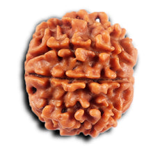 Load image into Gallery viewer, 8 Mukhi Nepalese Rudraksha - Bead No. 427
