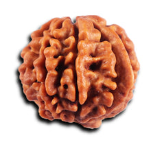 Load image into Gallery viewer, 8 Mukhi Nepalese Ganesha Rudraksha - Bead No. 436